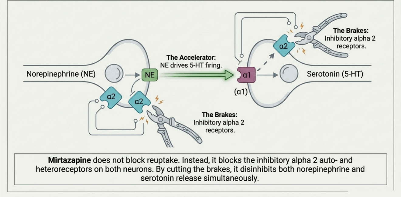 Norepinephrine-serotonin crosstalk showing the alpha-2 auto- and heteroreceptor brakes that mirtazapine blocks