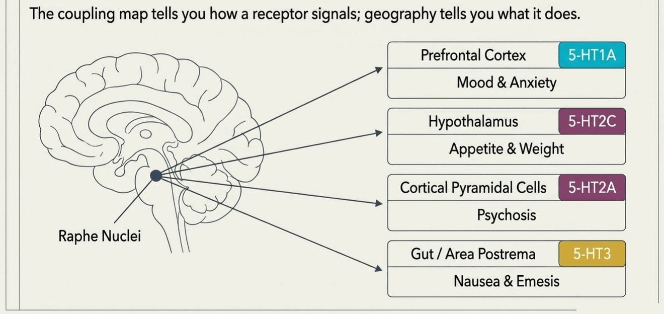 Serotonin receptor localization map linking 5-HT1A, 5-HT2C, 5-HT2A, and 5-HT3 receptors to brain regions and clinical effects