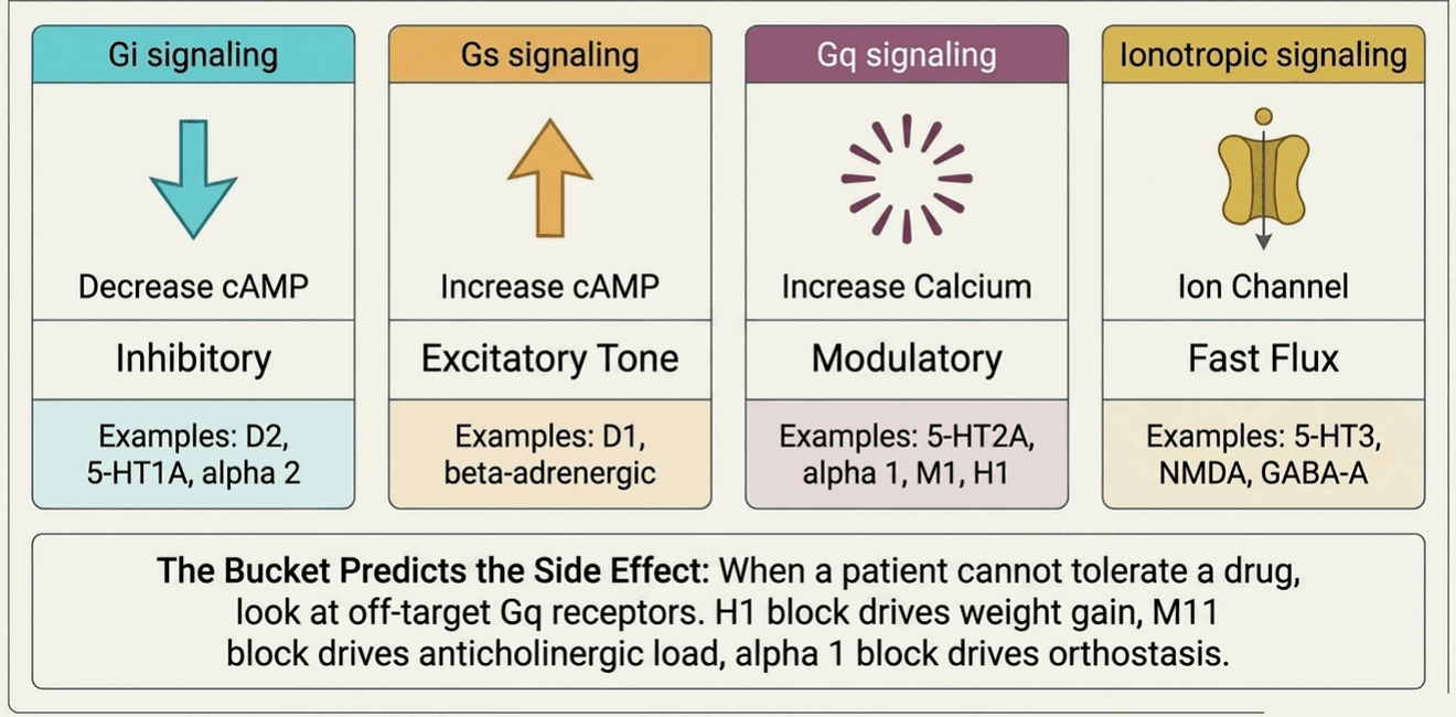 The four receptor signaling buckets: Gi (decrease cAMP), Gs (increase cAMP), Gq (increase calcium), and ionotropic (fast flux)