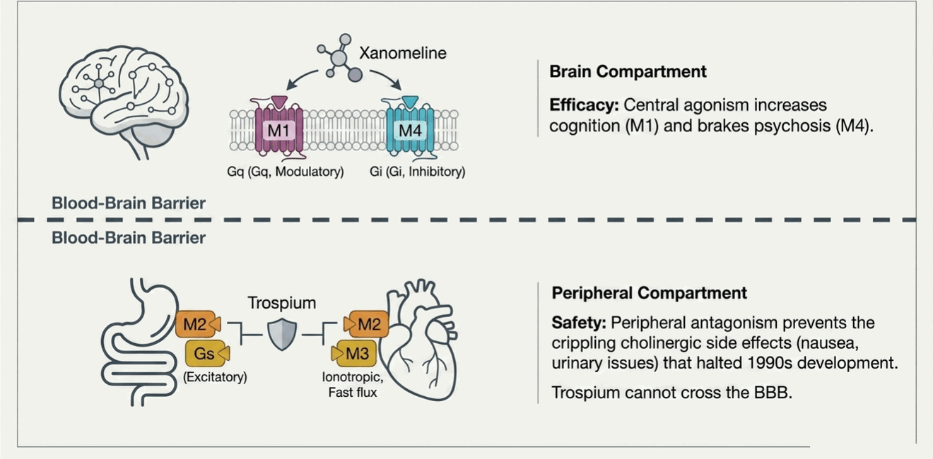 Xanomeline-trospium mechanism across the blood-brain barrier: central M1 and M4 agonism paired with peripheral muscarinic blockade